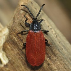 Macrolygistopterus rubripennis