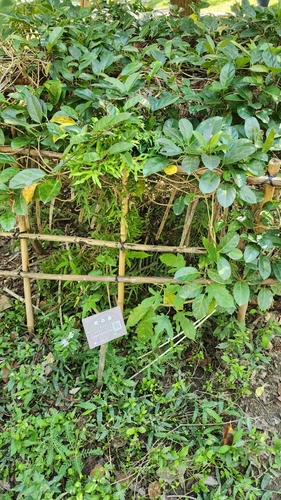 Parsonsia alboflavescens iNat (2)