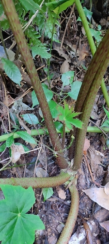Image of Begonia heracleifolia by no rights reserved