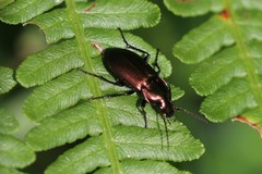Poecilus cupreus
