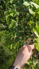 Ulmus pumila: Herkunft und Verwendung — Foto 3
