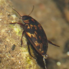 Nectoboreus aequinoctialis