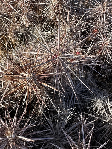 Image of Grusonia parishii by (c) Melanie J. Davis, some rights reserved (CC BY)