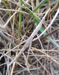 Microcoema acuminata