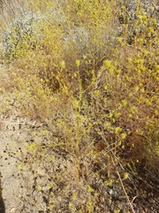 Cordylanthus rigidus setigerus