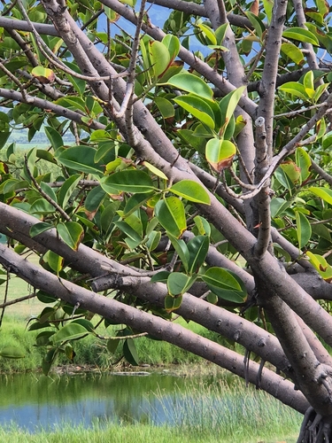 Rubber Plant