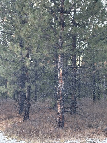 iNaturalist observation 2024-11-29