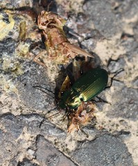 Poecilus cupreus