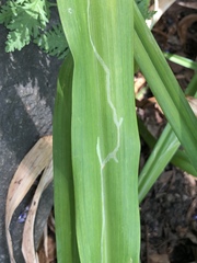 Ophiomyia kwansonis