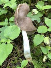 Helvella compressa