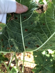 Puccinia malvacearum