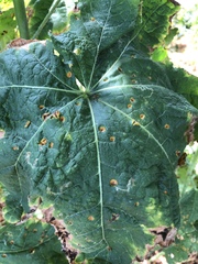Puccinia malvacearum