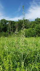 Baptisia alba