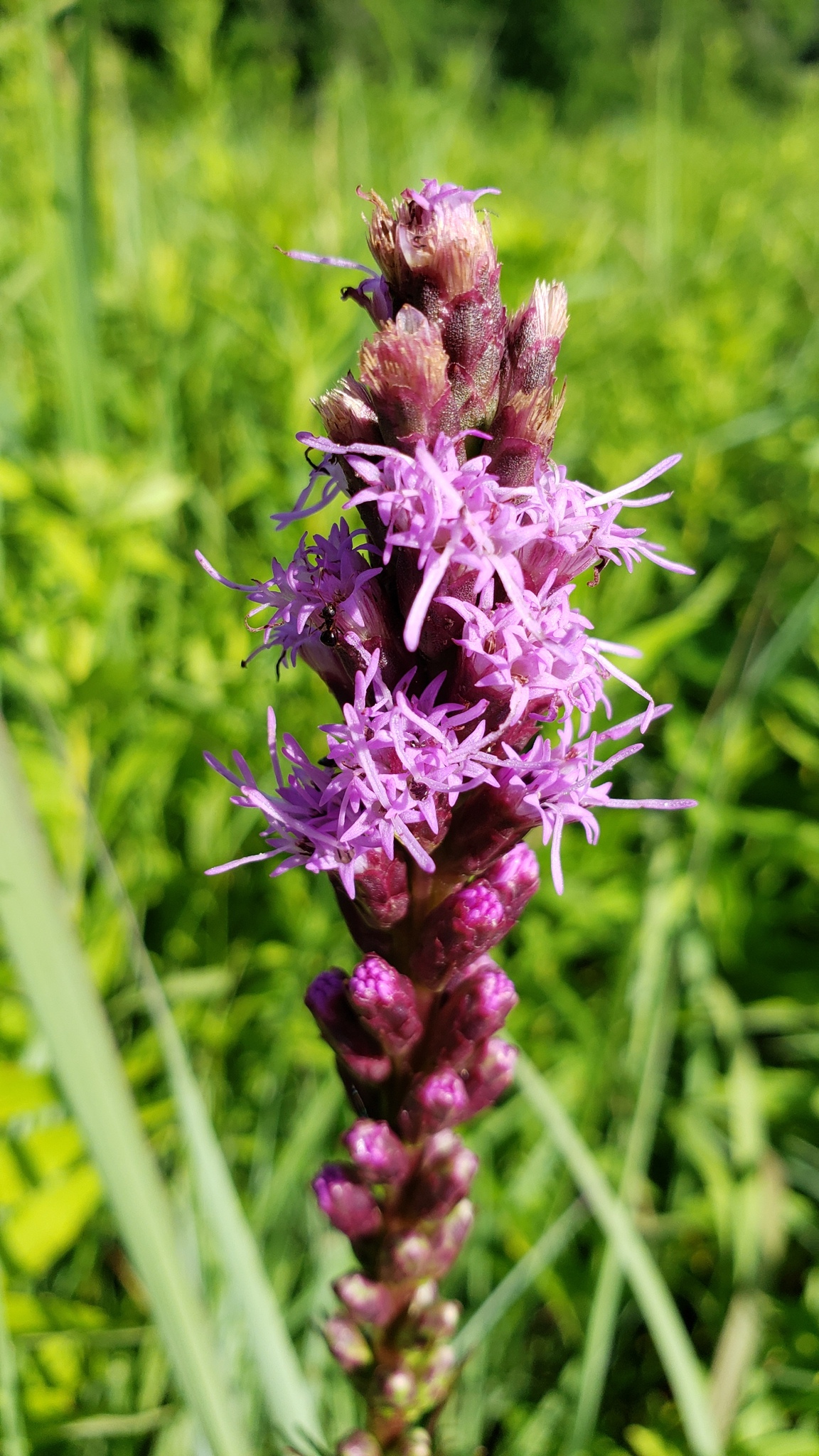 Liatris savannensis
