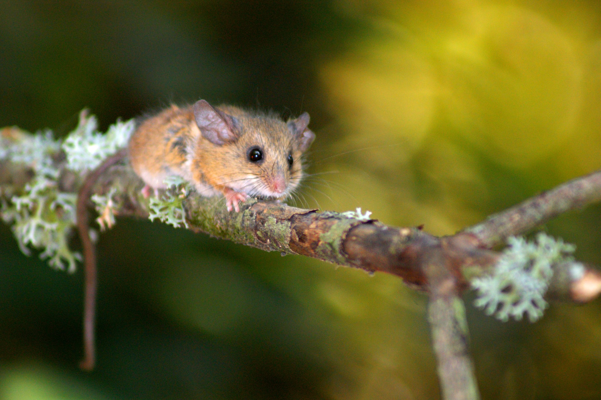 Reithrodontomys microdon Merriam, 1901