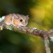 Small-toothed Harvest Mouse - Photo (c) Alejandro Flores-Palacios, some rights reserved (CC BY-NC), uploaded by Alejandro Flores-Palacios