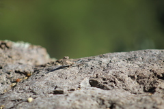 Callisaurus draconoides