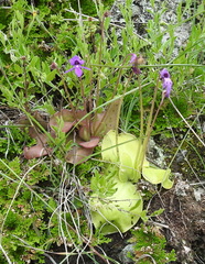 Pinguicula macrophylla