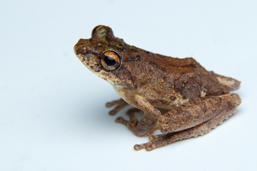 Kurixalus bisacculus observed 2024-11-30