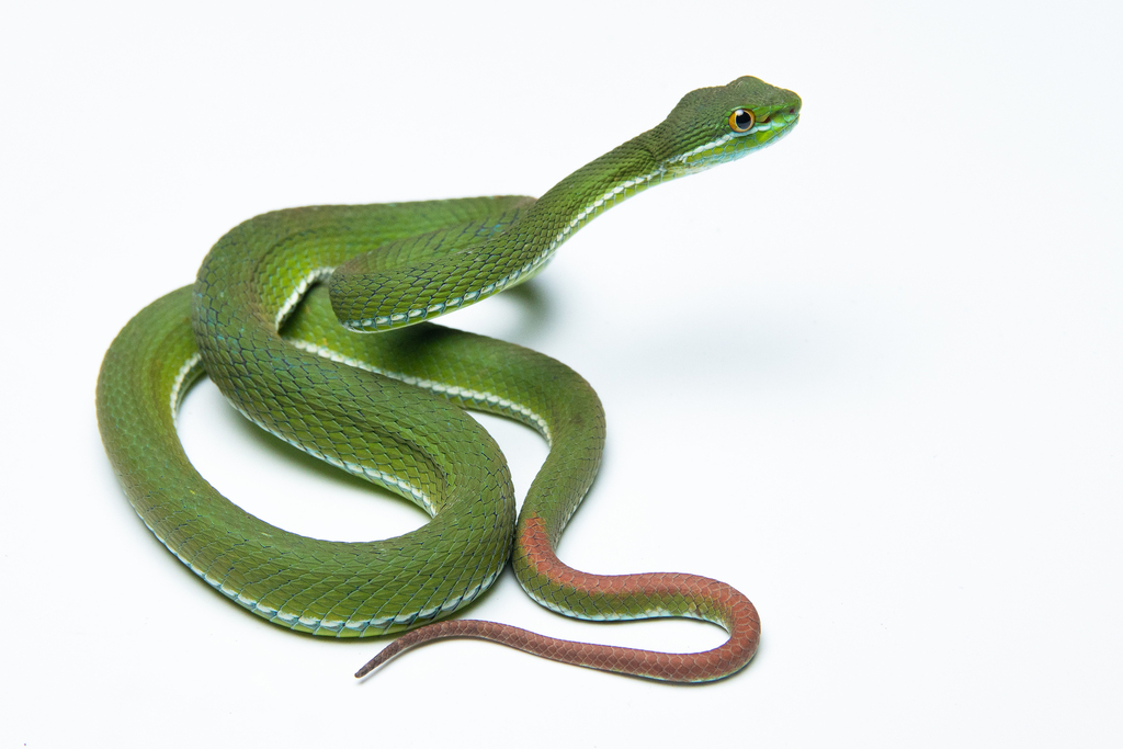 Cardamom Mountains Green Pitviper