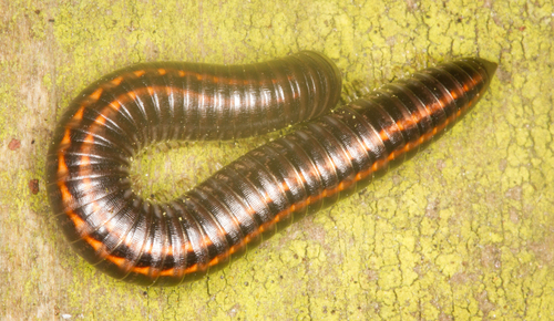 Striped Millipede, photo 5 of 7