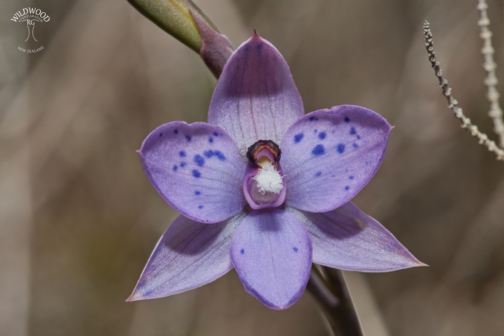 spotted sun-orchid