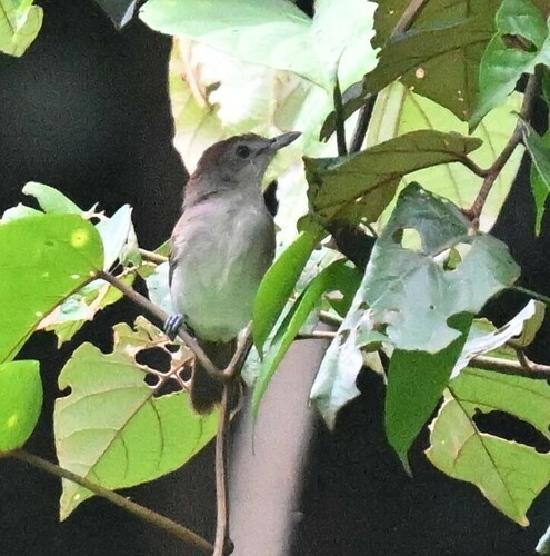 Sooty-capped Babbler (Malacopteron affine), photo 7