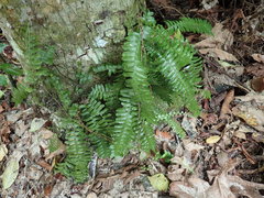 Arthropteris
