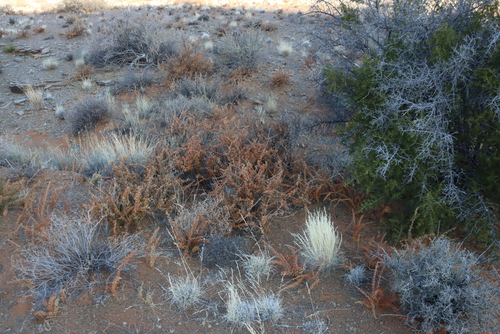 Image of Rhigozum trichotomum by (c) Tony Rebelo, some rights reserved (CC BY-SA)
