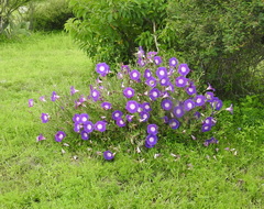 Ipomoea stans