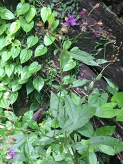 Vernonia gigantea image