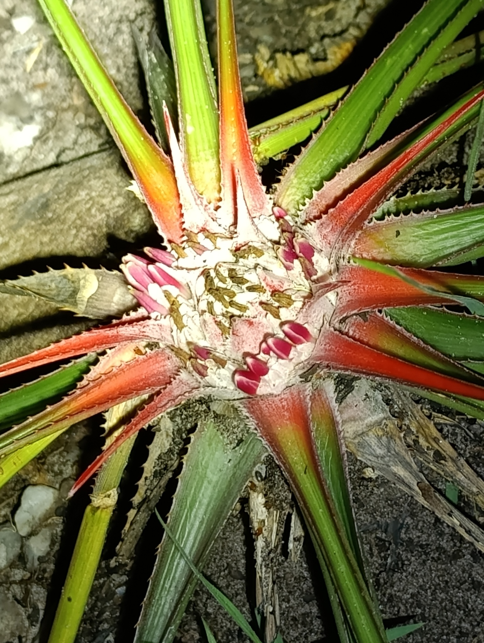 Bromelia exigua