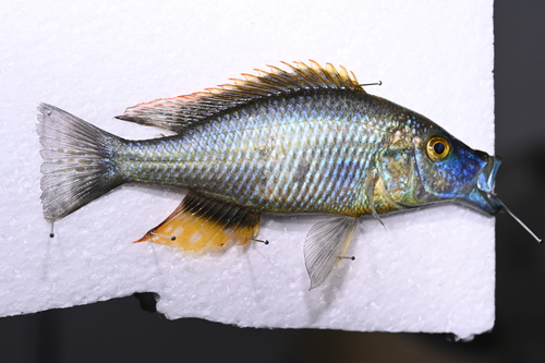 Eyebiter (Dimidiochromis compressiceps) — Cichlidae — 2