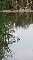 Ardea cinerea