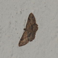 Cyclophora