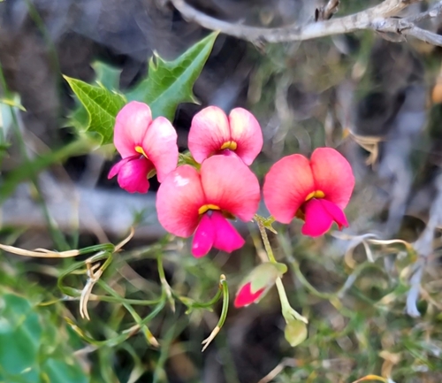 Chorizema ilicifolium Labill.