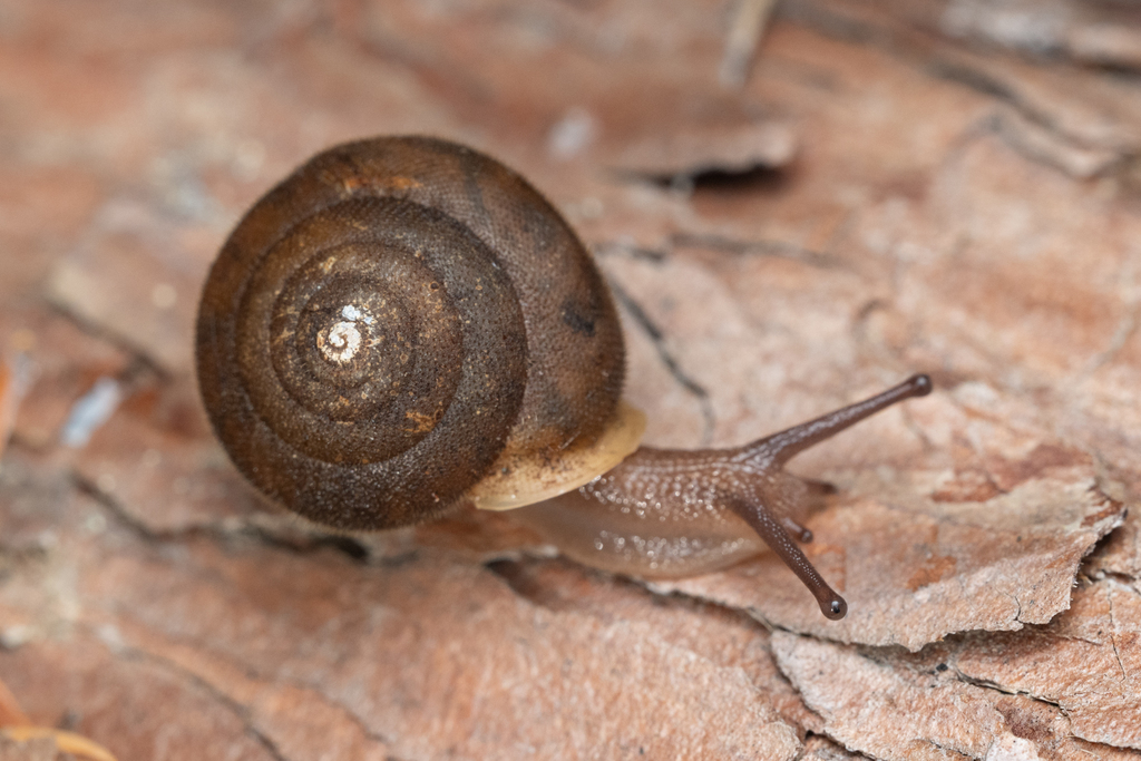 Klamath hesperian