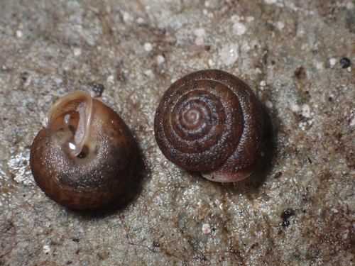 Trilobopsis loricata nortensis