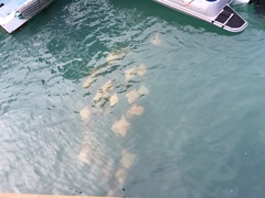 Rhinoptera steindachneri