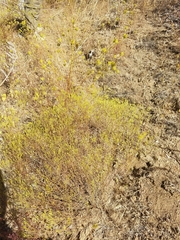 Cordylanthus rigidus setigerus