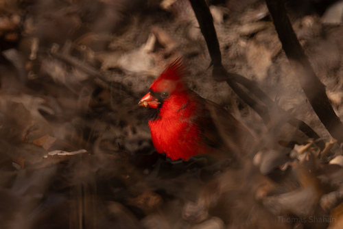Northern Cardinal photographed in Oklahoma