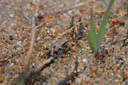 iNaturalist observation photo of Pacific chorus frog