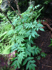 Sambucus racemosa racemosa