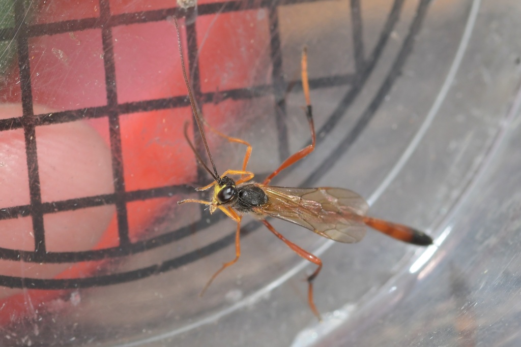 Heteropelma megarthrum