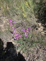Oxytropis lambertii