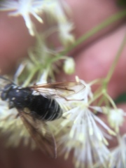 Temnostoma venustum