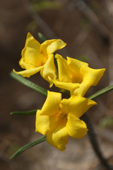 Cascabela thevetioides