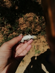 Sceloporus formosus