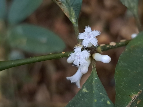 Image of Lasianthus fordii by (c) vrxz, some rights reserved (CC BY-SA)