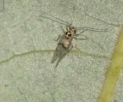 Stenopsocidae
